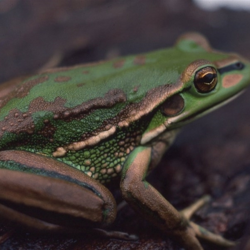 Litoria aurea