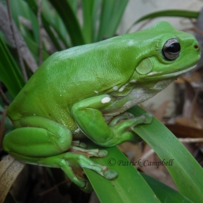 Litoria caerulea