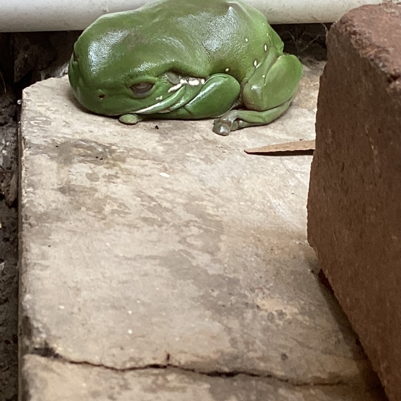 Litoria caerulea