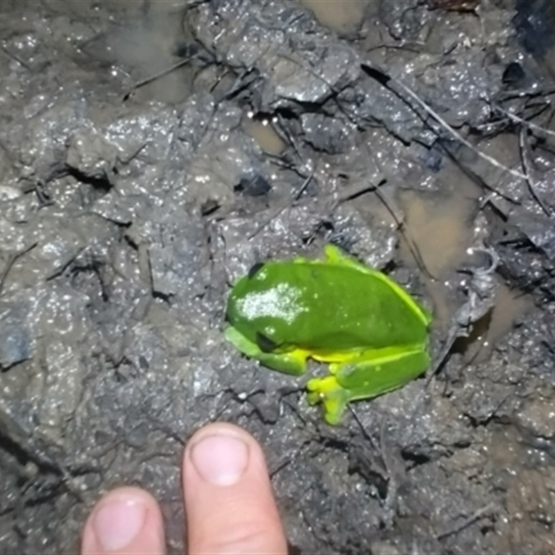 Litoria chloris