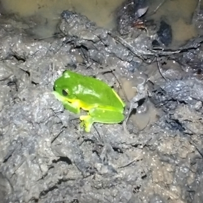 Litoria chloris