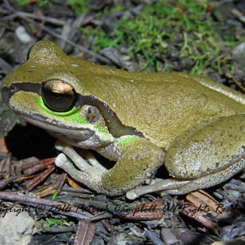 Litoria citropa