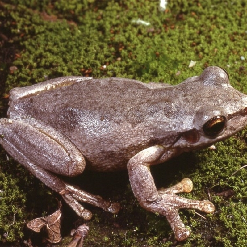 Litoria dentata