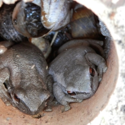 Litoria dentata