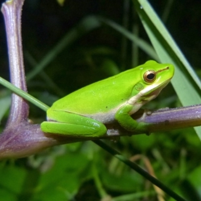 Litoria fallax