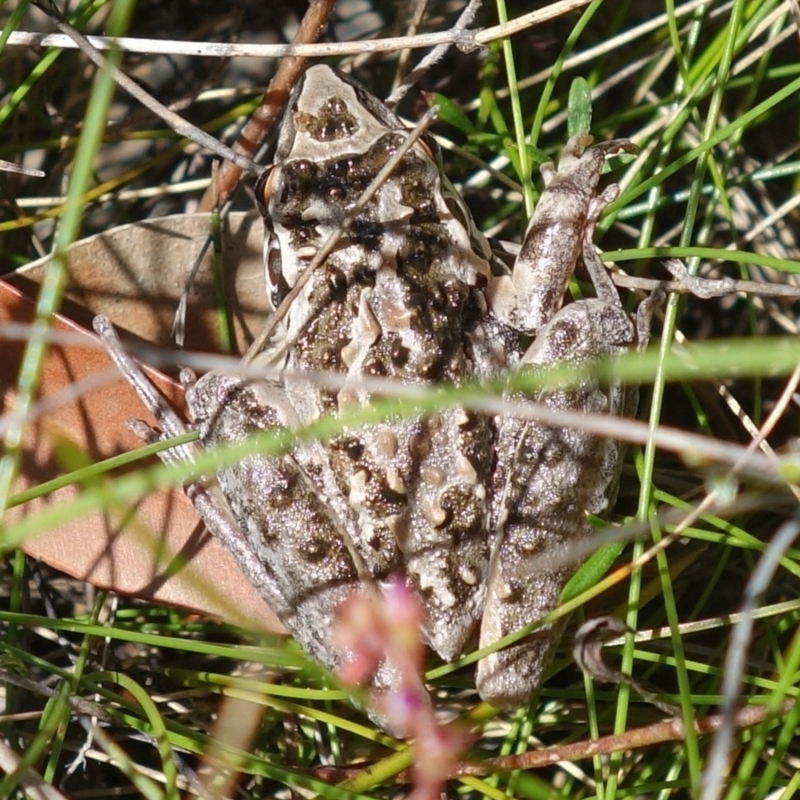 Litoria freycineti