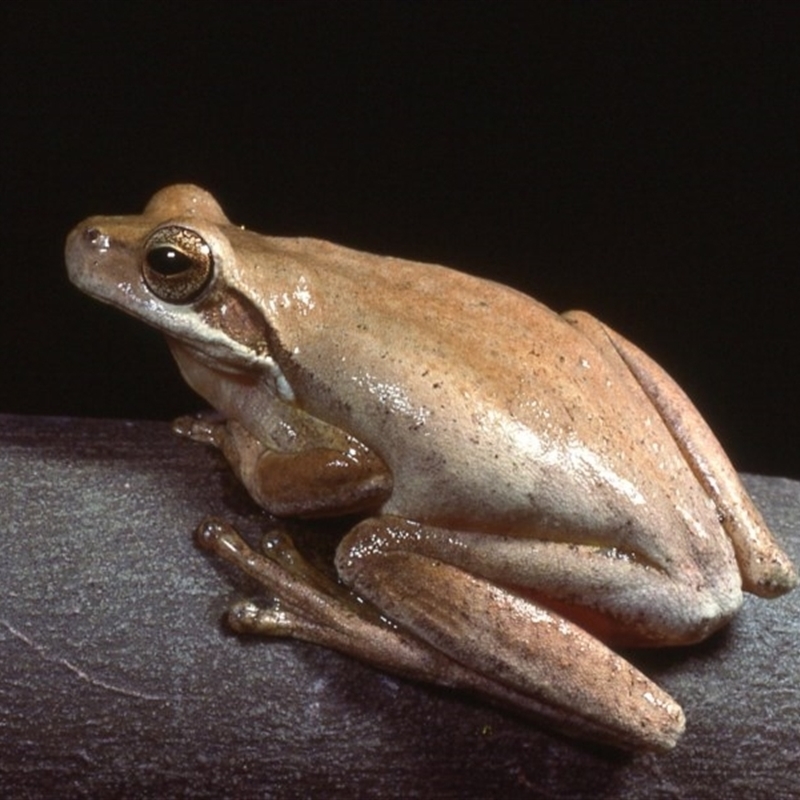 Litoria jervisiensis