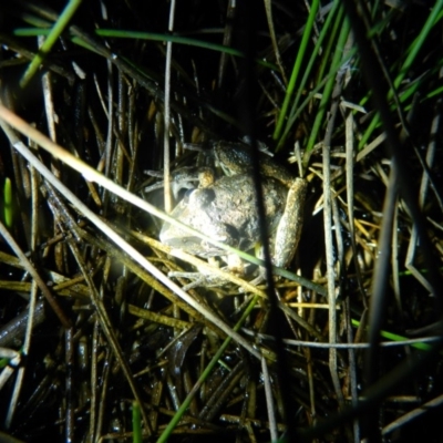 Litoria latopalmata