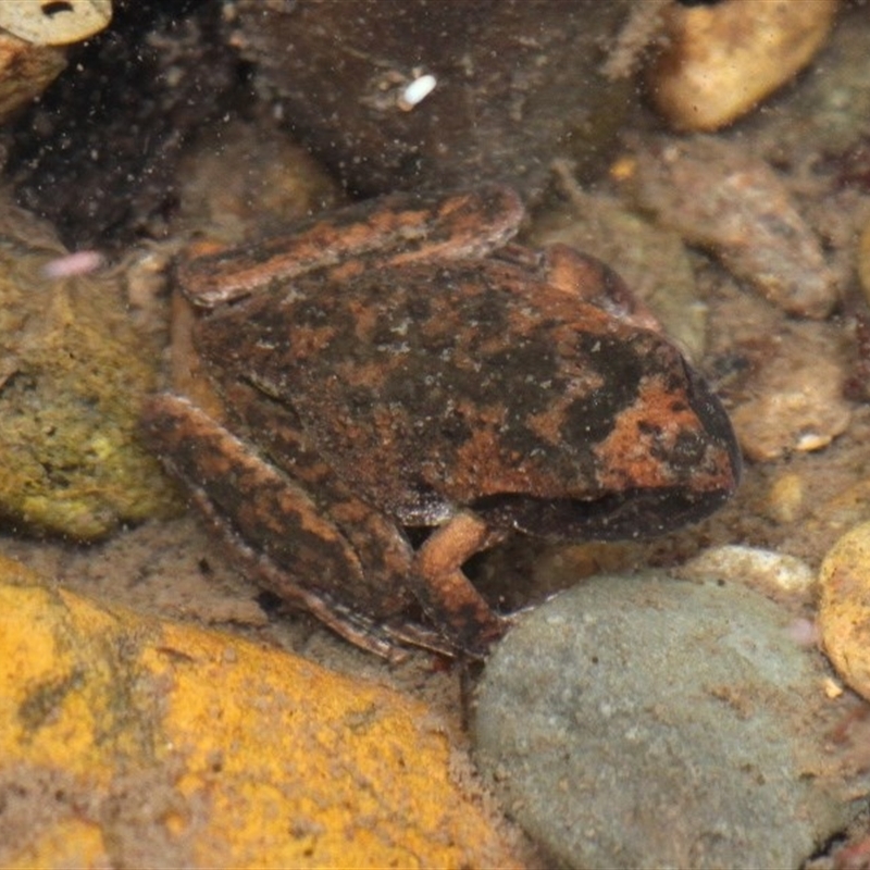 Litoria lesueuri