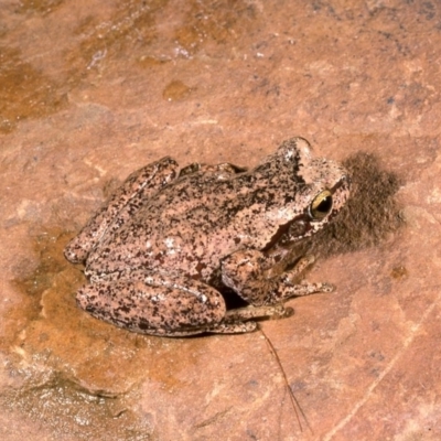 Litoria watsoni