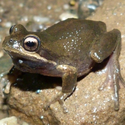 Litoria paraewingi