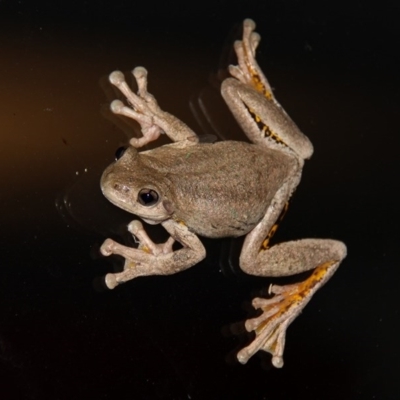 Litoria peronii