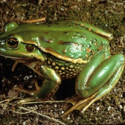 Litoria raniformis