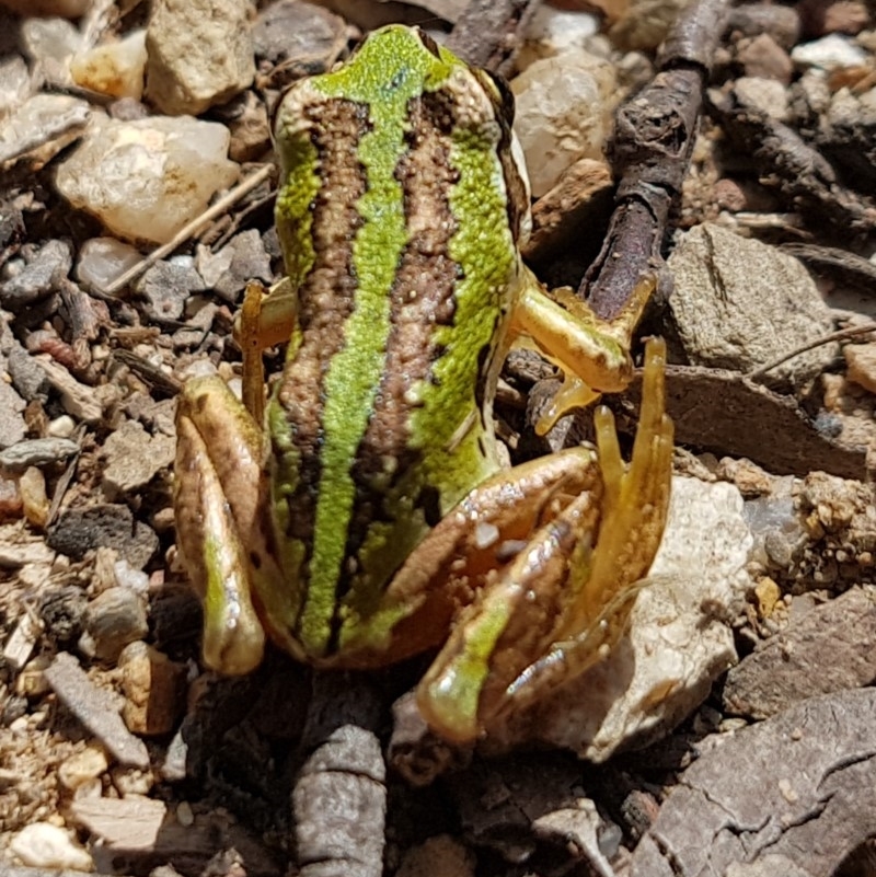 Litoria verreauxii alpina