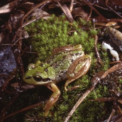 Litoria verreauxii alpina