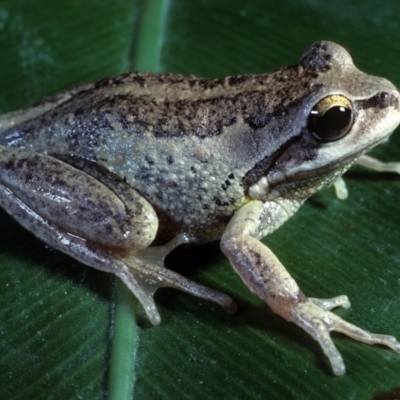 Litoria verreauxii verreauxii