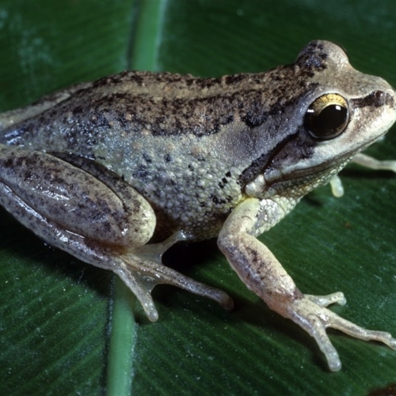 Litoria verreauxii verreauxii