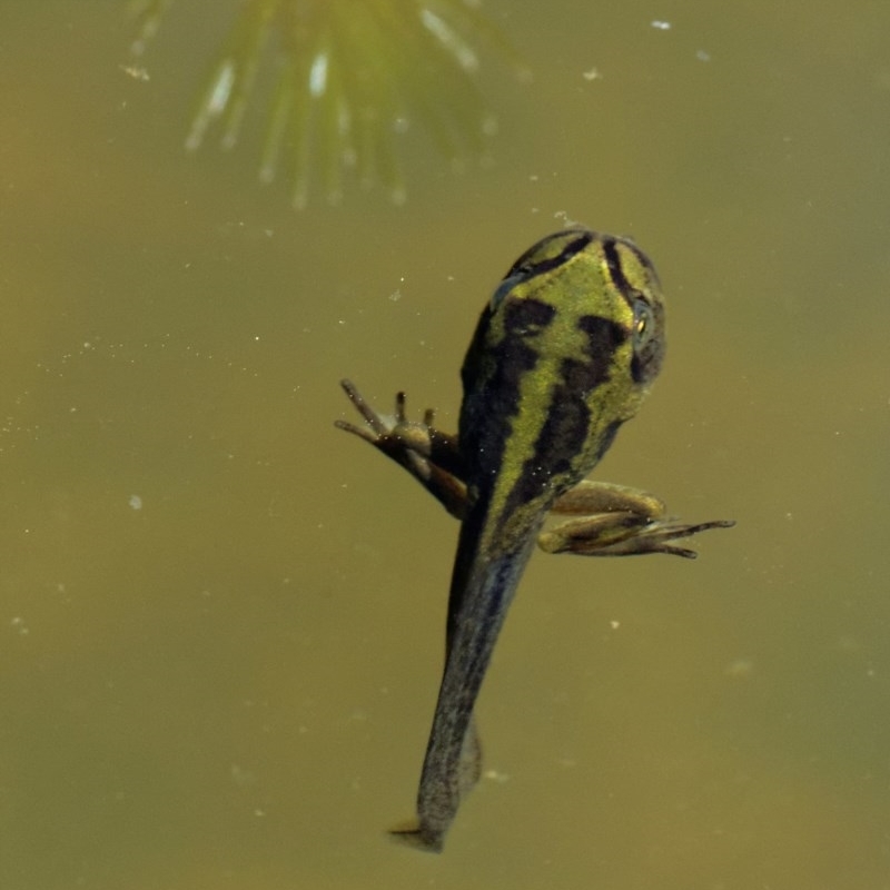 Litoria verreauxii verreauxii