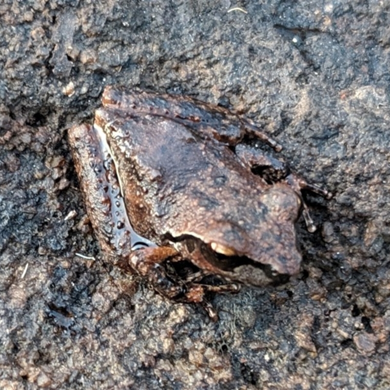 Litoria wilcoxii