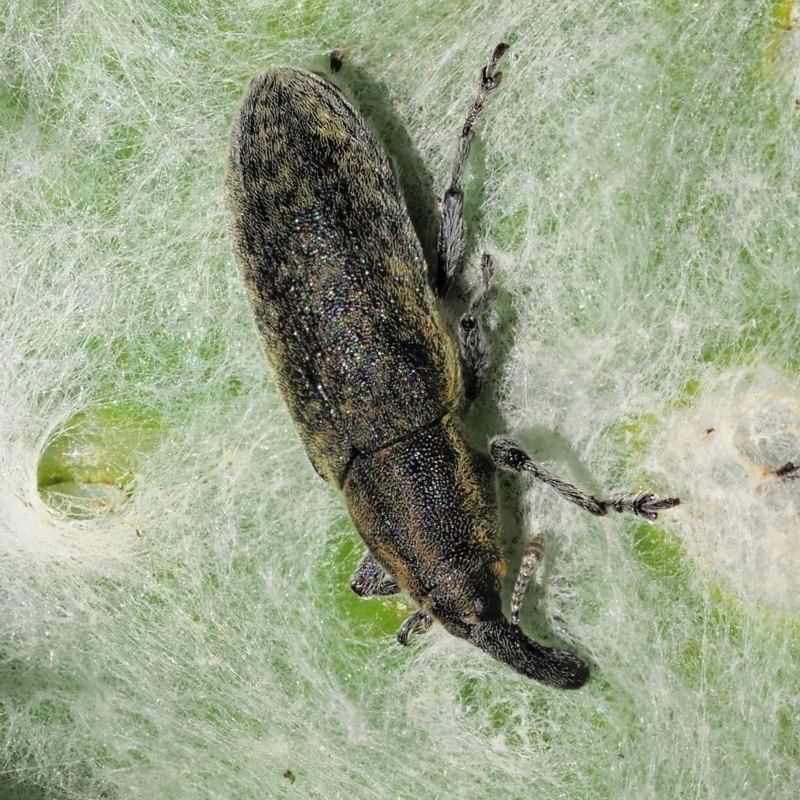 Lixus cardui