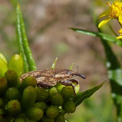 Lixus sp.