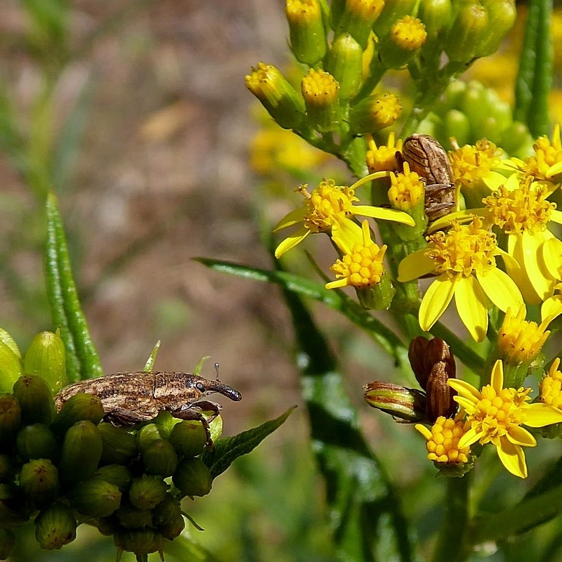 Lixus sp.