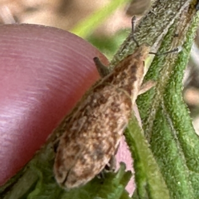 Lixus sp.