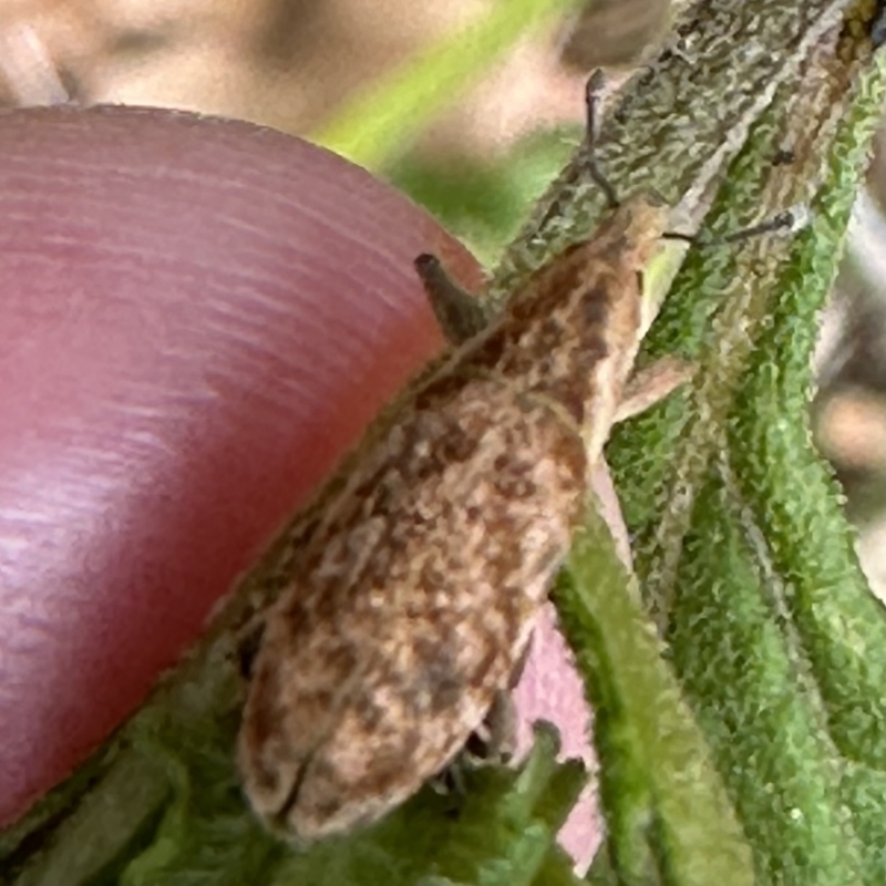 Lixus sp.