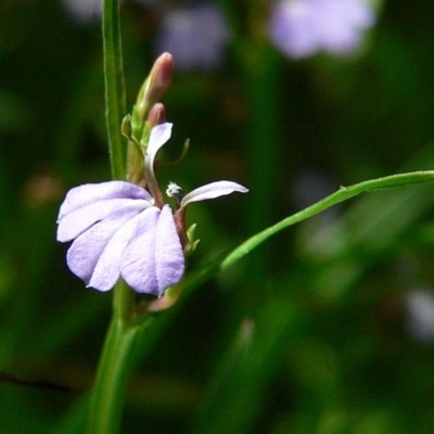 Lobelia anceps