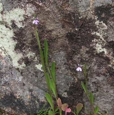 Lobelia anceps