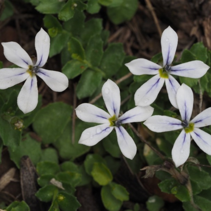 Lobelia pedunculata