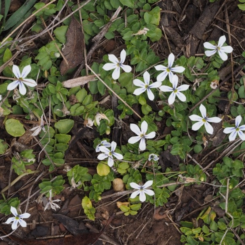 Lobelia pedunculata