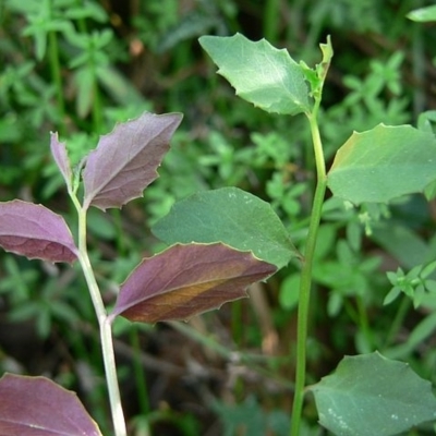 Lobelia purpurascens