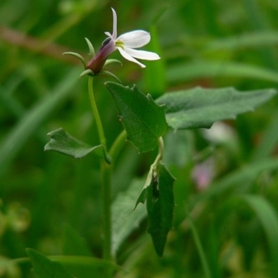 Lobelia purpurascens