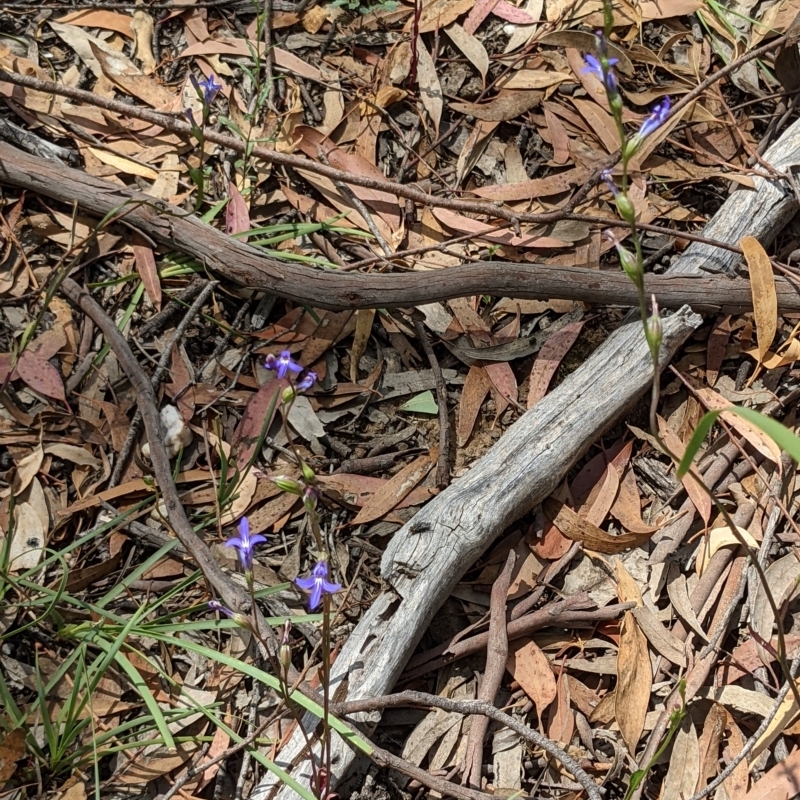 Lobelia simplicicaulis