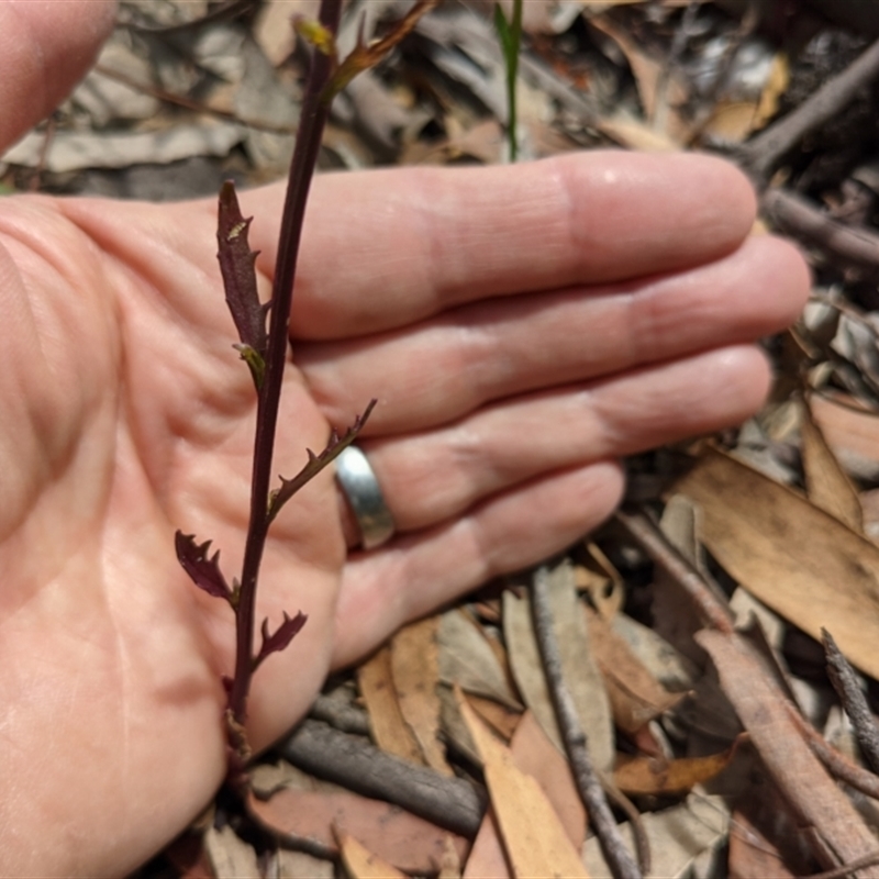 Lobelia simplicicaulis