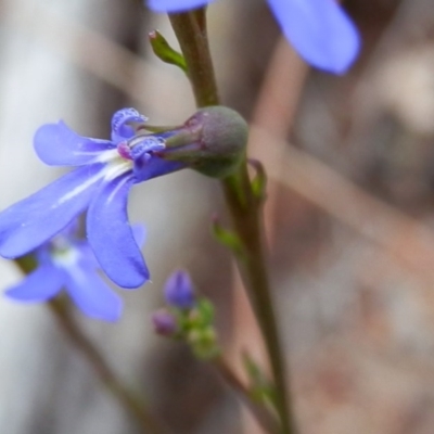 Lobelia dentata/gibbosa