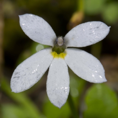 Lobelia surrepens