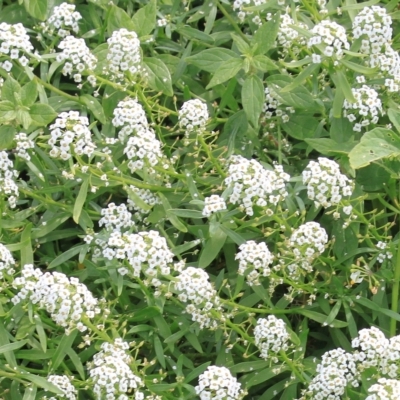 Lobularia maritima