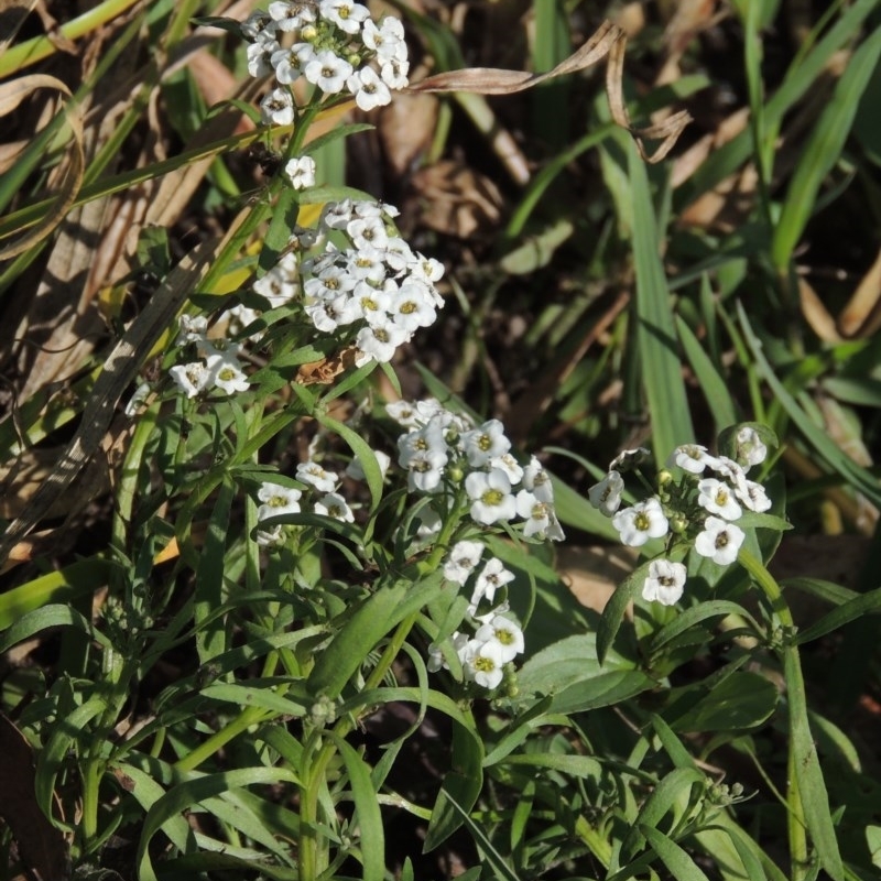 Lobularia maritima