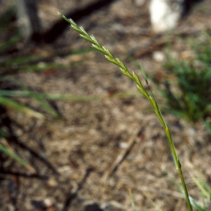 Lolium perenne