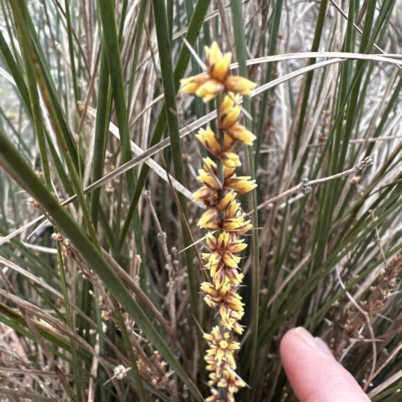 Lomandra confertifolia