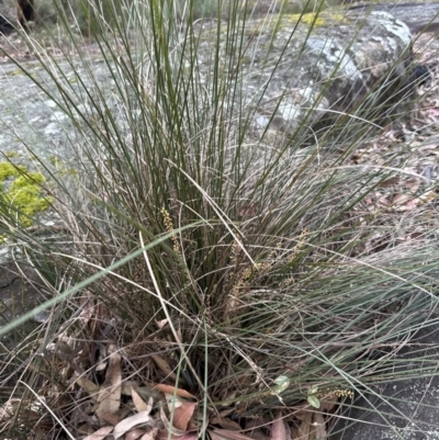 Lomandra confertifolia