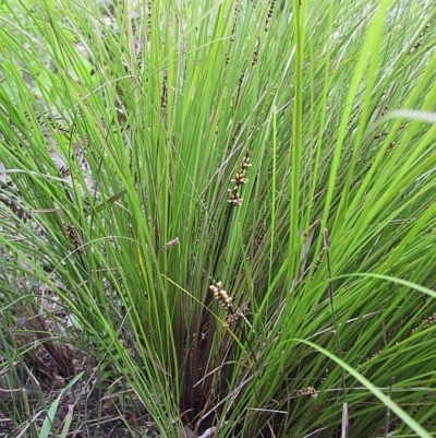 Lomandra confertifolia subsp. leptostachya