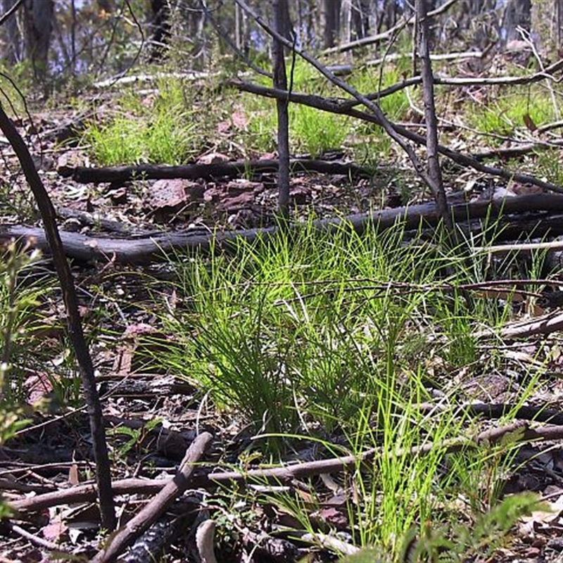 Lomandra confertifolia subsp. similis