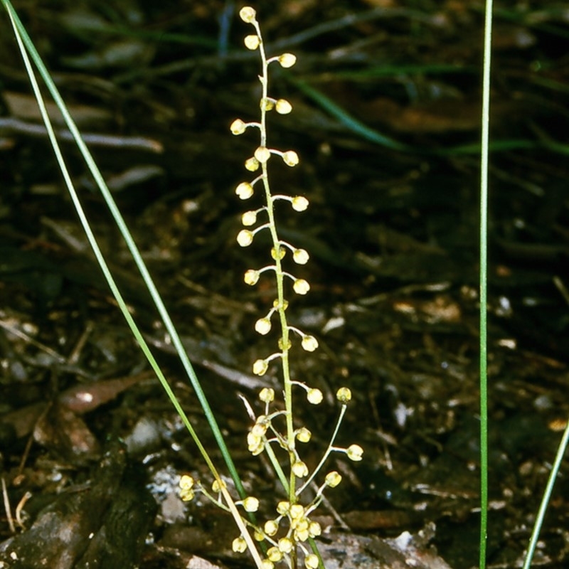 Lomandra cylindrica