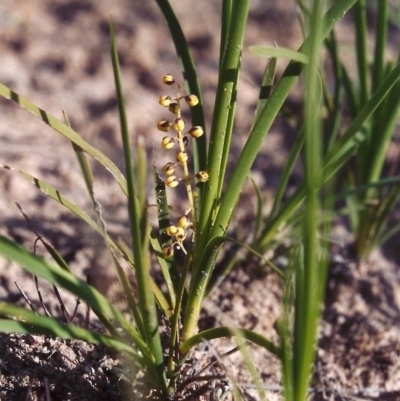 Lomandra filiformis