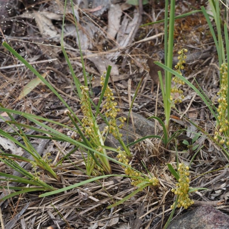 Lomandra filiformis subsp. coriacea