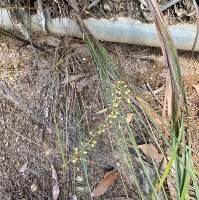 Lomandra gracilis