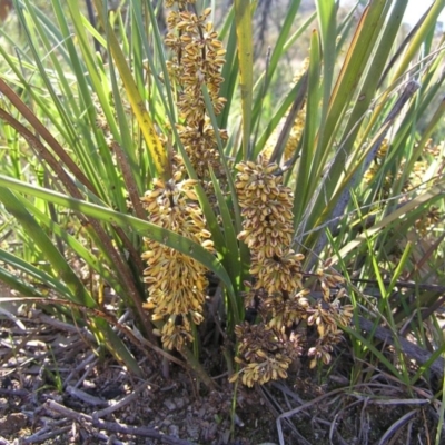 Lomandra multiflora